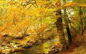 Hayedo de Montejo en otoño