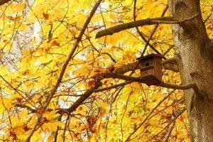 La llegada del otoño