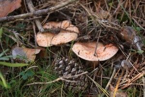rovellons entre vegetación